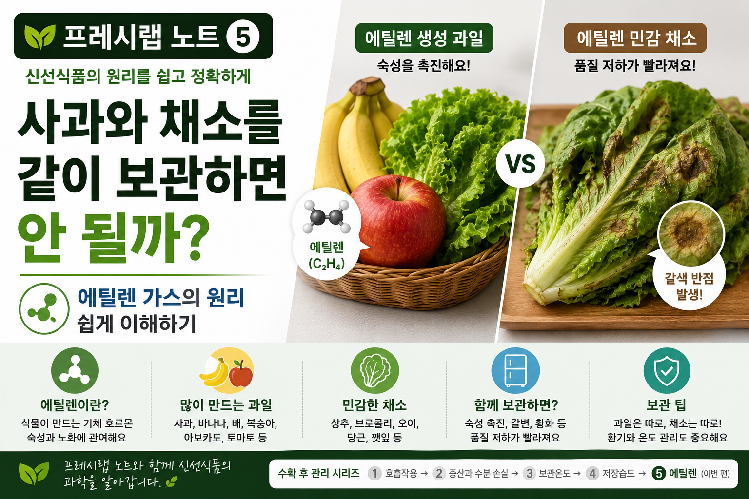 사과와 채소를 같이 보관하면 안 될까?