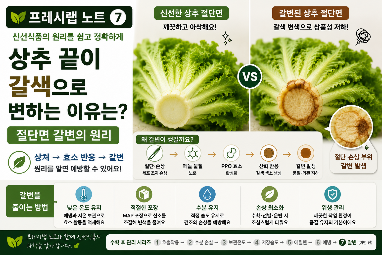 상추 갈변 원리와 예방법 인포그래픽
