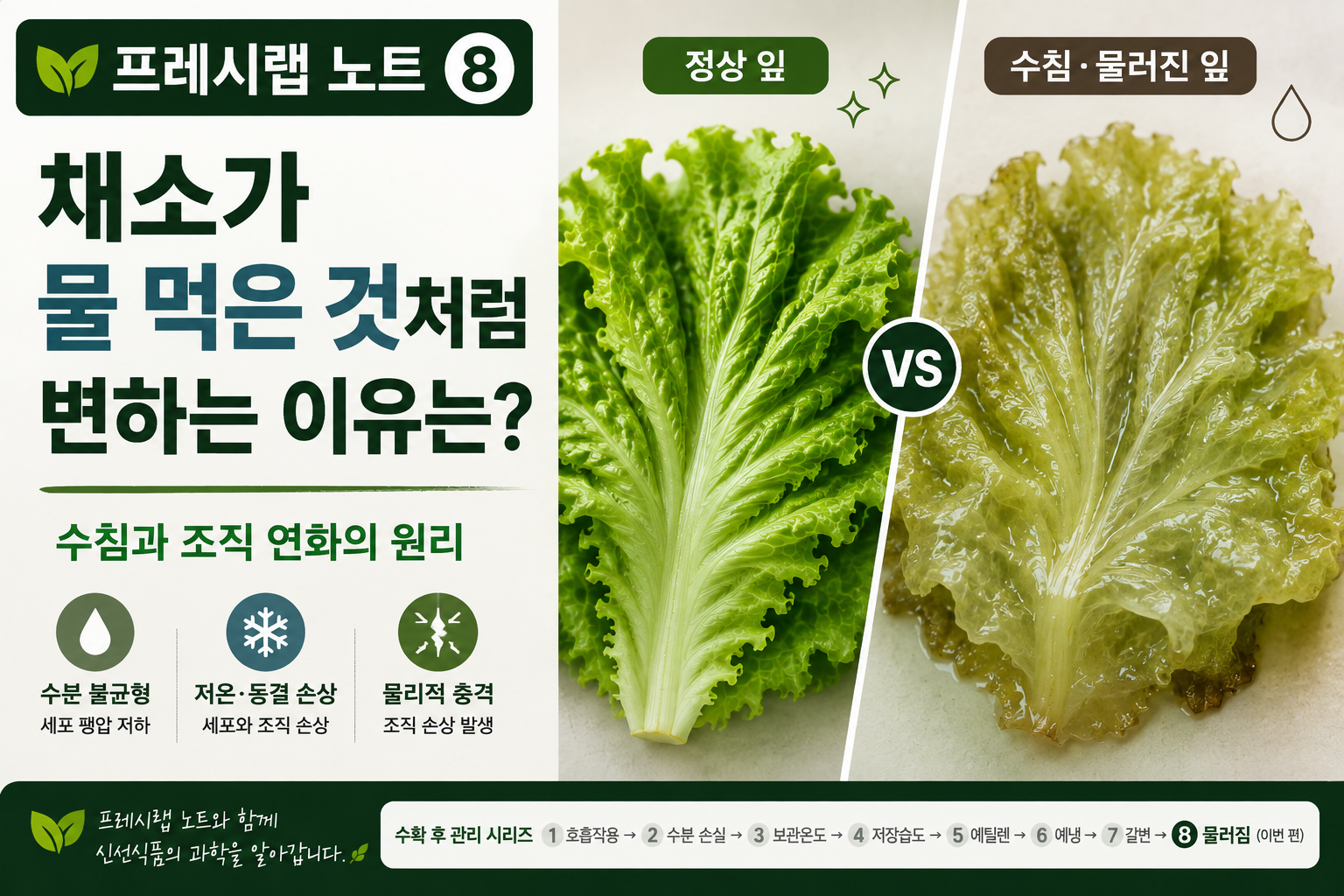 정상 잎과 물러진 잎 비교 노트