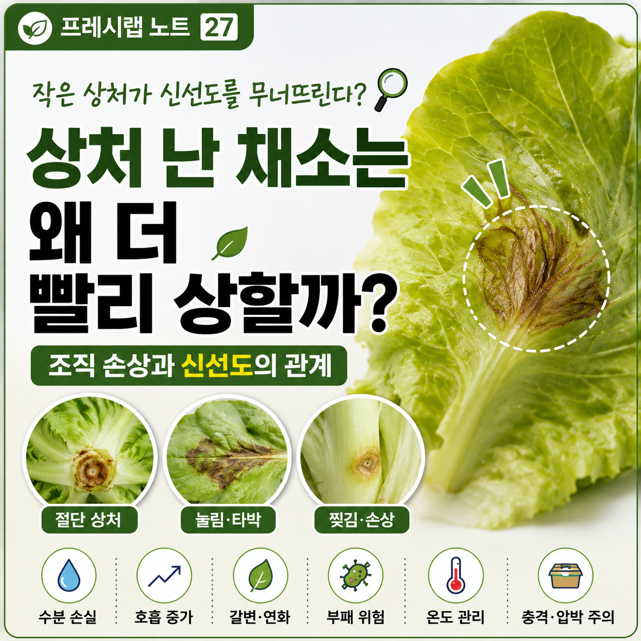 상처 난 채소의 신선도 비밀