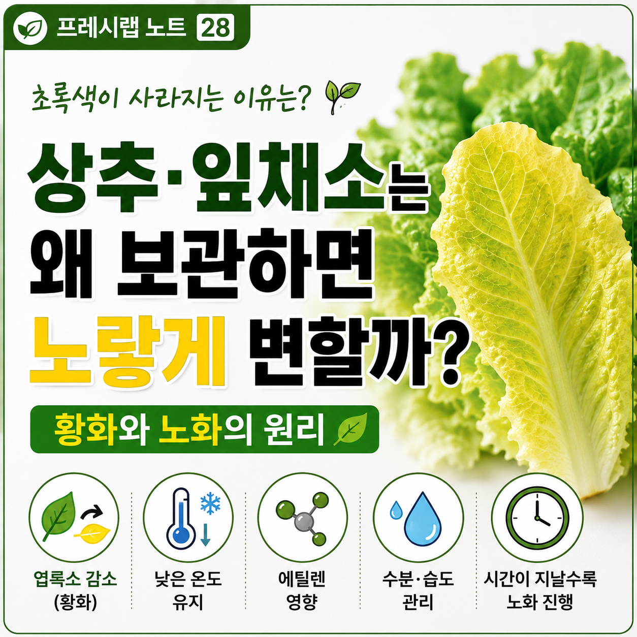 상추가 노랗게 변하는 이유