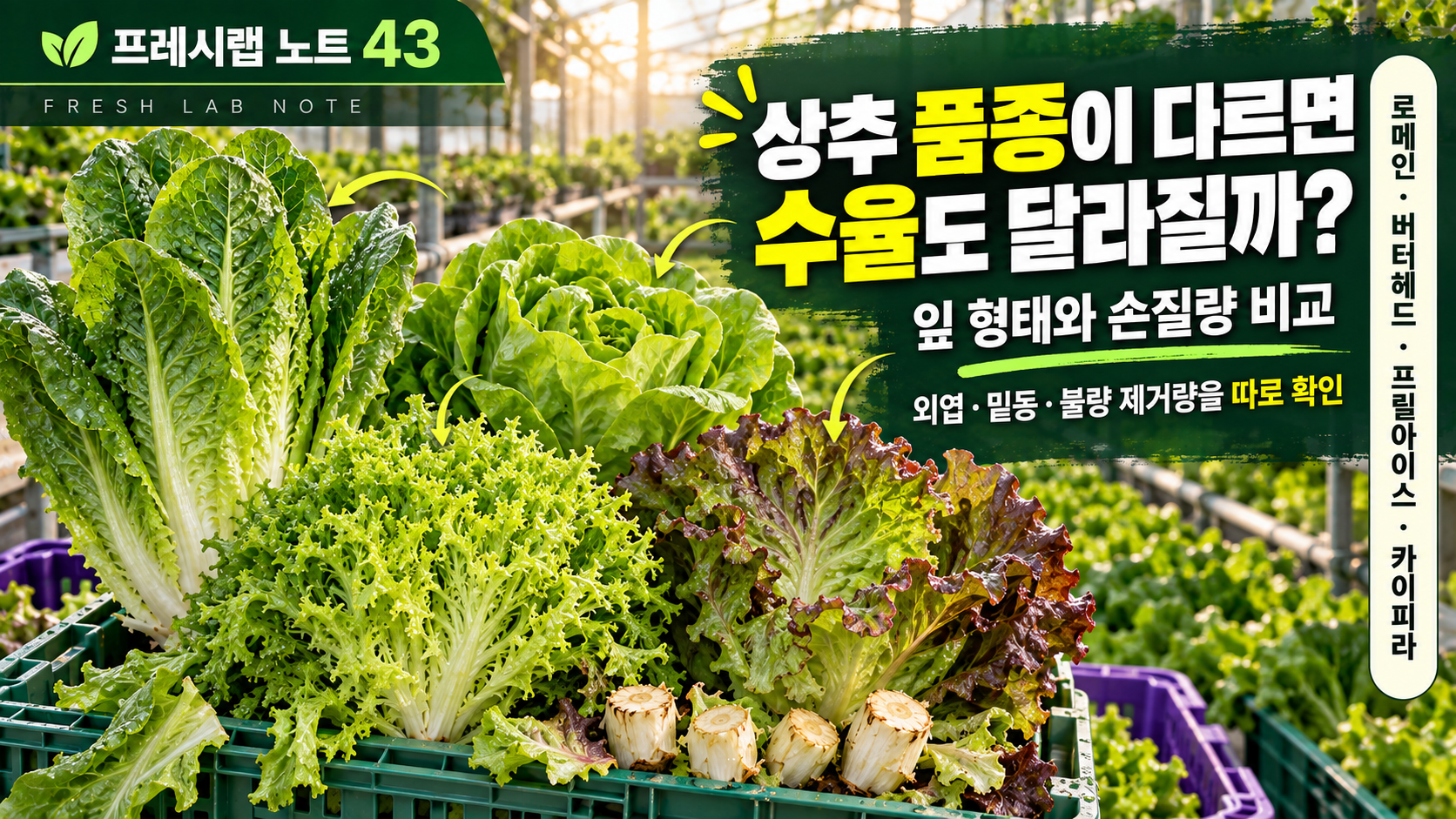 상추 품종별 손질 수율 비교