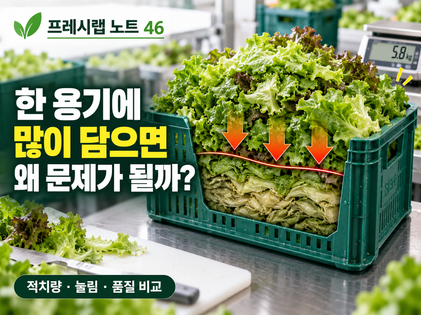 잎채소 과적, 눌림과 품질 저하
