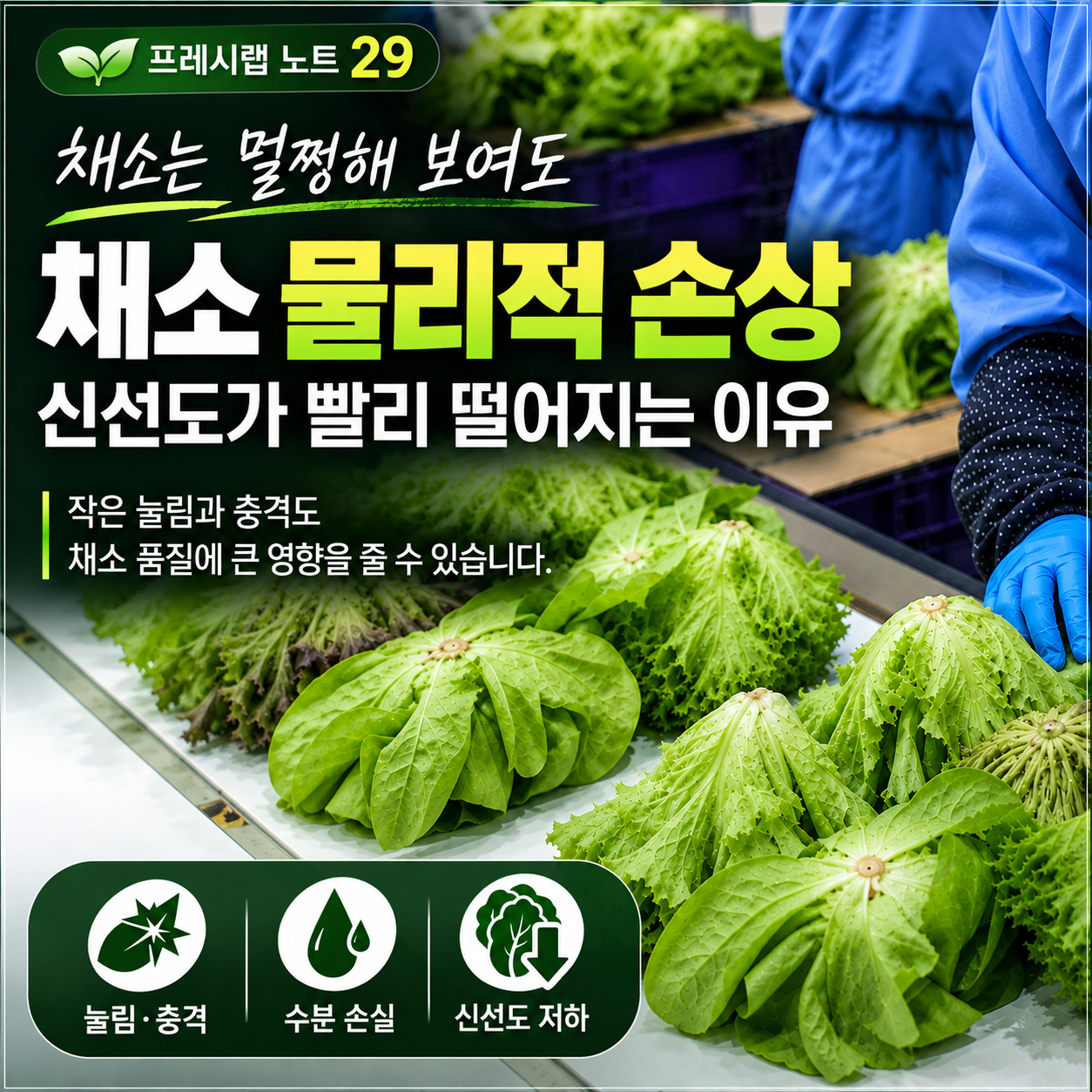 채소 물리적 손상과 신선도 저하