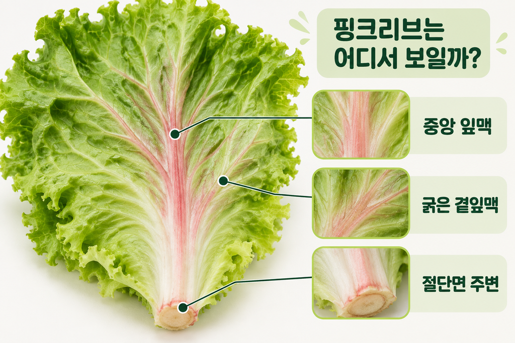 정상 상추 잎맥과 핑크리브가 발생한 분홍색 잎맥 비교
