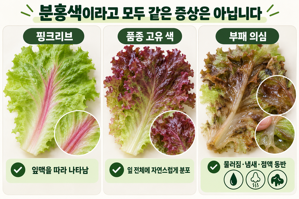 상추 핑크리브 발생 위치와 촉감 냄새를 확인하는 순서