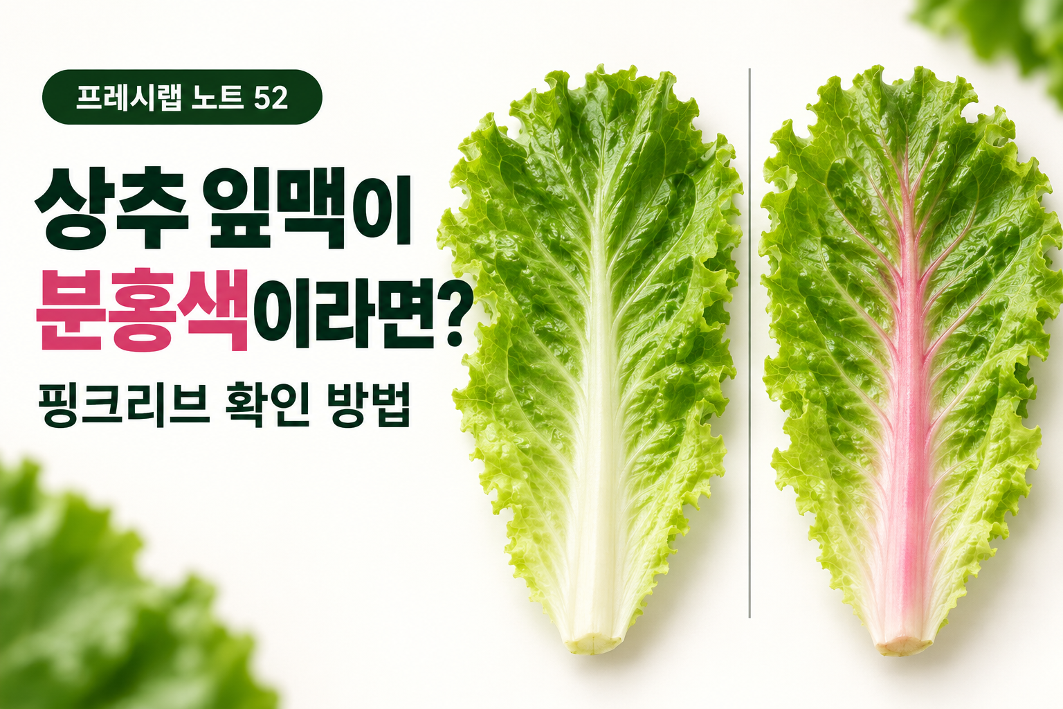 상추 잎맥 정상·핑크리브 비교