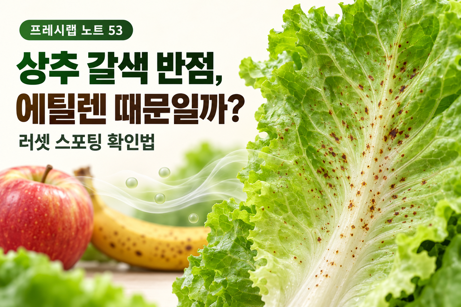 에틸렌으로 생긴 상추 갈색 반점