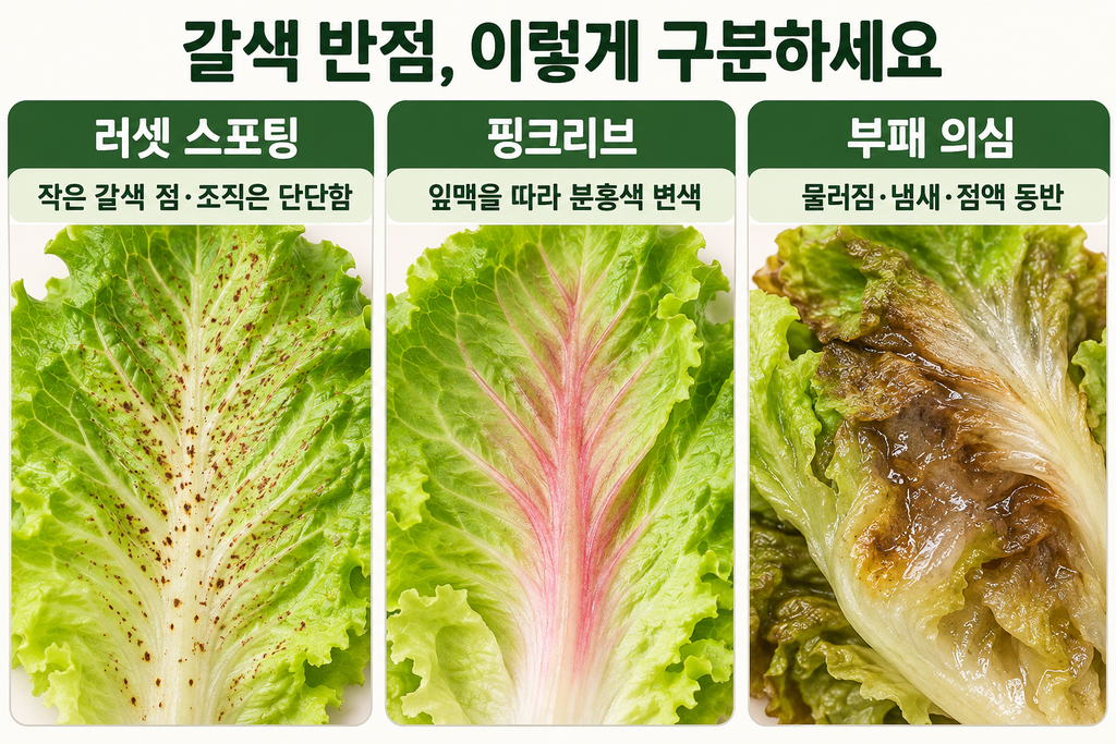 러셋 스포팅과 부패 증상 비교