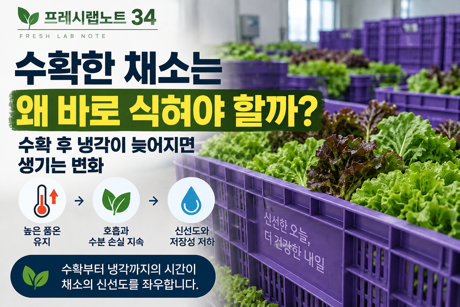 수확 후 냉각이 신선도를 좌우합니다