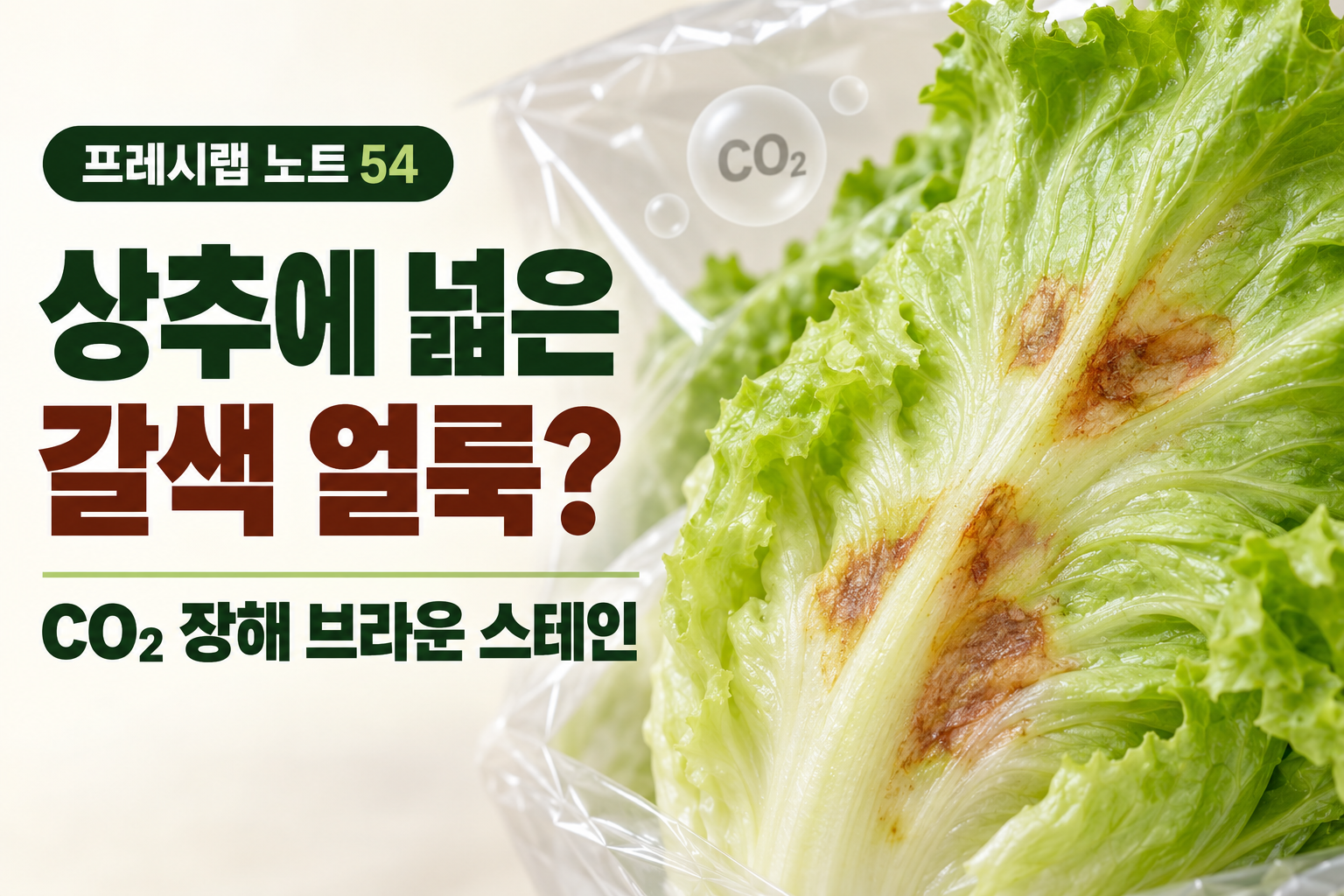 상추 잎맥의 넓은 갈색 얼룩과 이산화탄소 장해 브라운 스테인